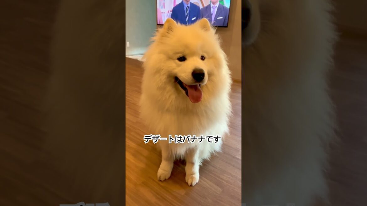 食後のデザートを要求するサモエド　#サモエド #大型犬のいる生活 #samoyed #癒し