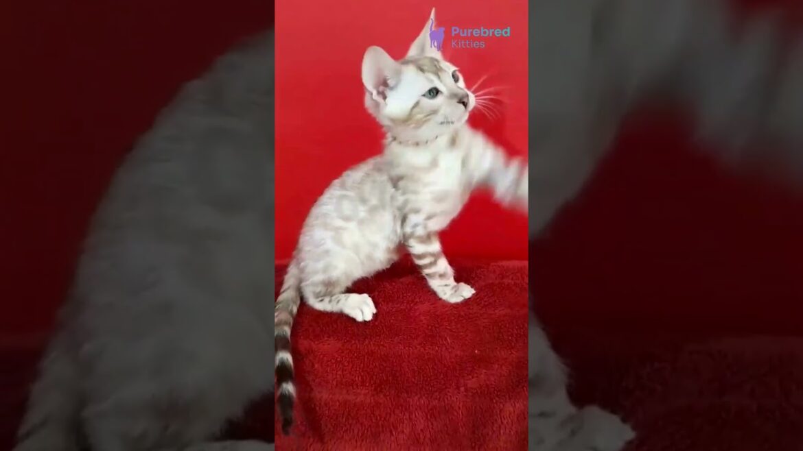 Meet Persej ๐ Exotic Bengal Kitten with Aquamarine Eyes & Giant Rosettes! ๐ #kitten #cat #cutecat Meet Persej ๐ Exotic Bengal Kitten with Aquamarine Eyes & Giant Rosettes! ๐ #kitten #cat #cutecat