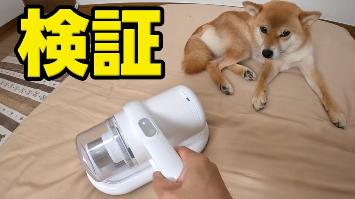 【検証】柴犬と一緒に寝てる布団はどれだけ毛まみれなのか？　エコジー布団掃除機修正