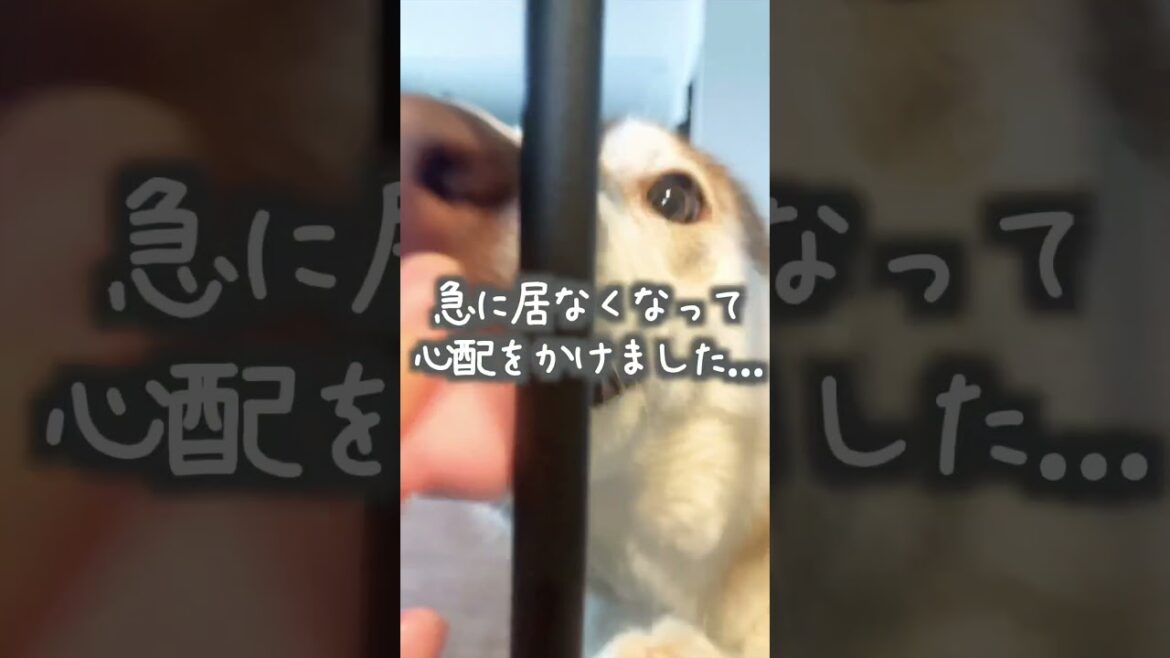 退院後に愛犬と再会したら...                  #シベリアンハスキー #犬 #かわいい #癒し
