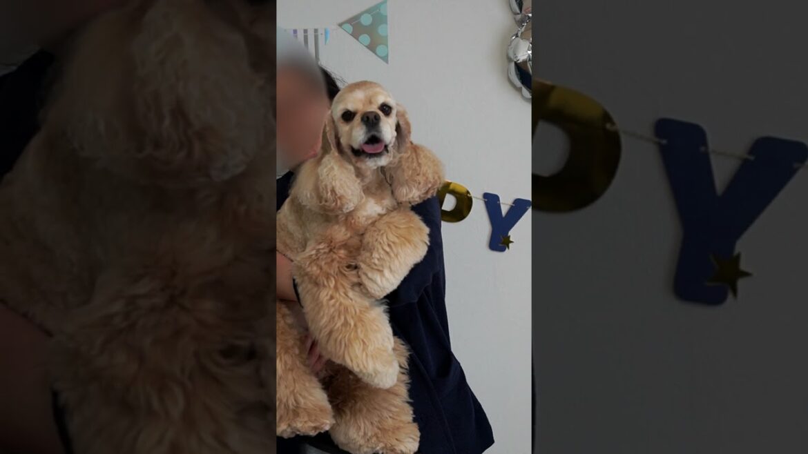 抱っこされてニコッとする犬（コッカースパニエル）