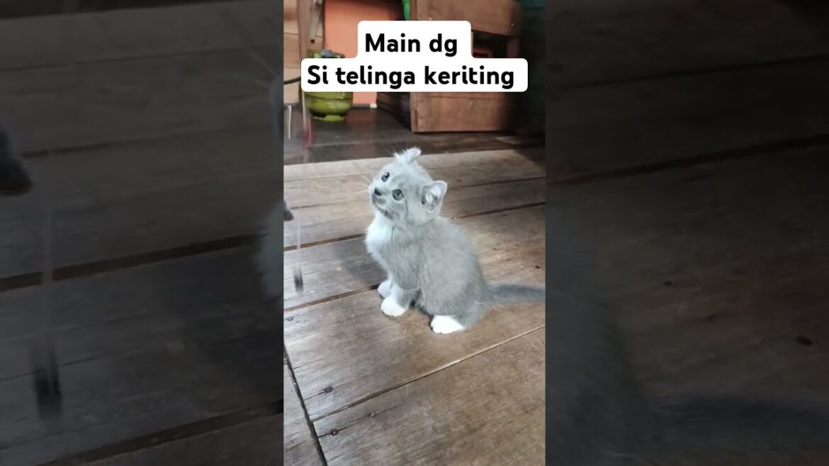 lucunya si Telinga keriting #cat #kitten #kucing #kinkalow #kittenkinkalow #americancurl