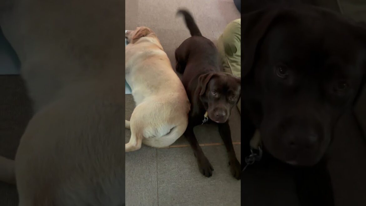 チェスちゃんしっぽフリフリ #ラブラドールレトリバー