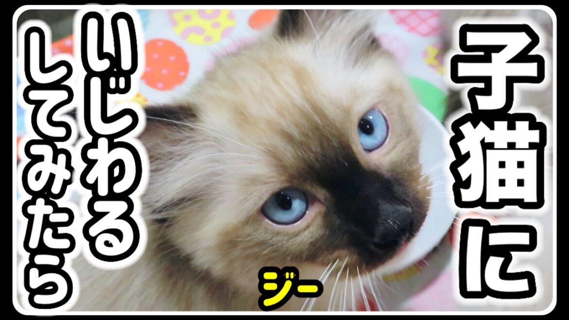 かわいいラグドールの子猫ちゃんたちを焦らしたらこうなりましたww 【おまけも見てね】 #ラグドール #猫 #子猫