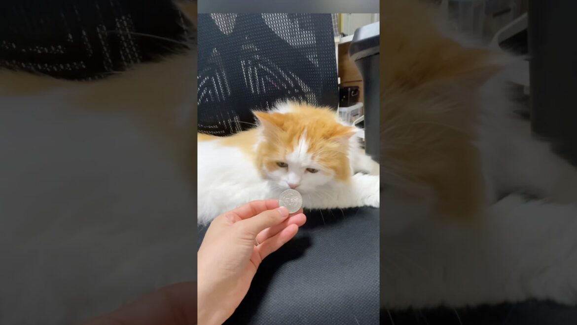 飼い主の真似してみた🐾 #サイベリアン #cat #猫のいる暮らし