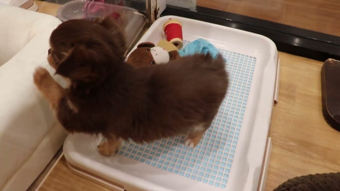 No.61846　ロングコート・チワワ