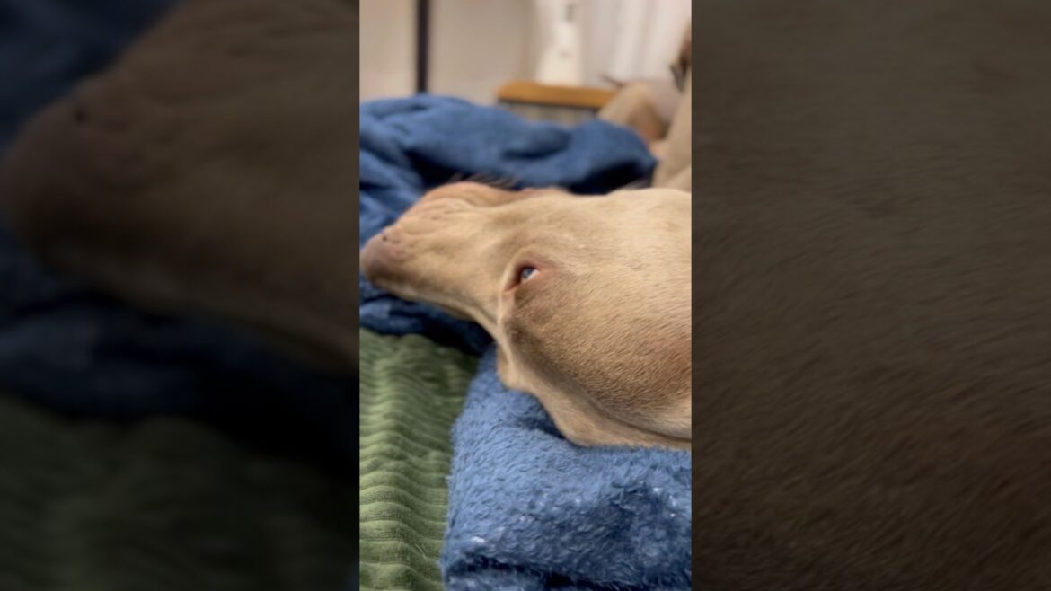 寝ながらテレビを見る愛犬（笑） #大型犬  #ゴールデンレトリバー #ワイマラナー