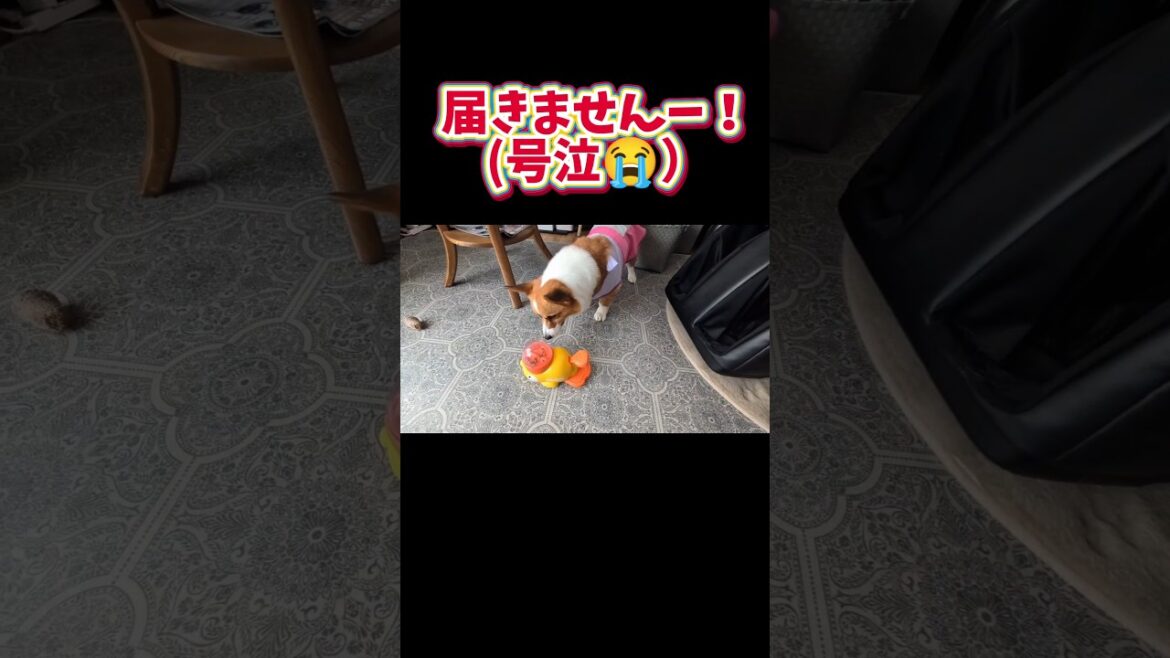 コーギーって😭 圧倒的に長さが足りない… #コーギー #かわいい #おもしろ