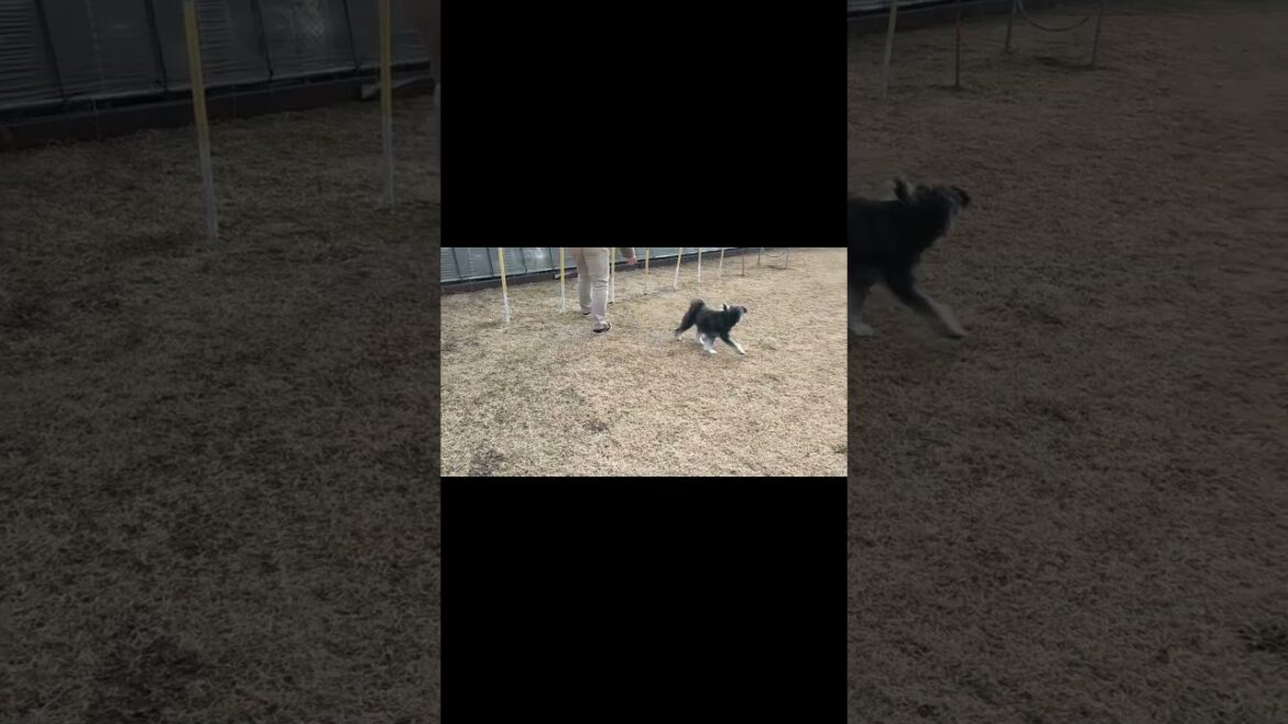 箱入り犬がポールに挑戦した結果 #ミニチュアシュナウザー #犬のいる生活  #小型犬
