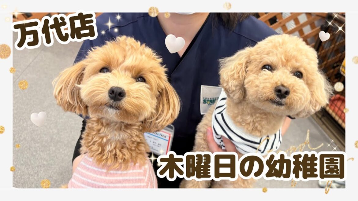 【犬の幼稚園】木曜日の幼稚園(万代店)