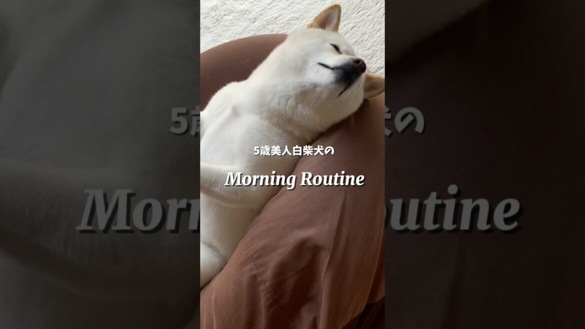 柴犬のいるリアルな平日の朝🥰　#shorts #柴犬 #犬 #dog