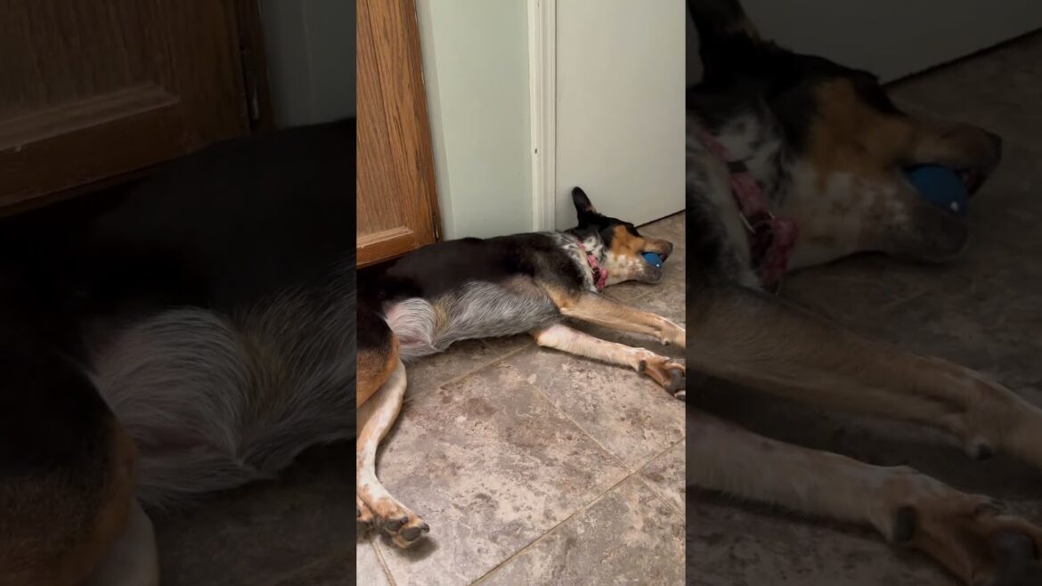 Cattle dog and her ball #australiancattledog #cattledog #herdingdog