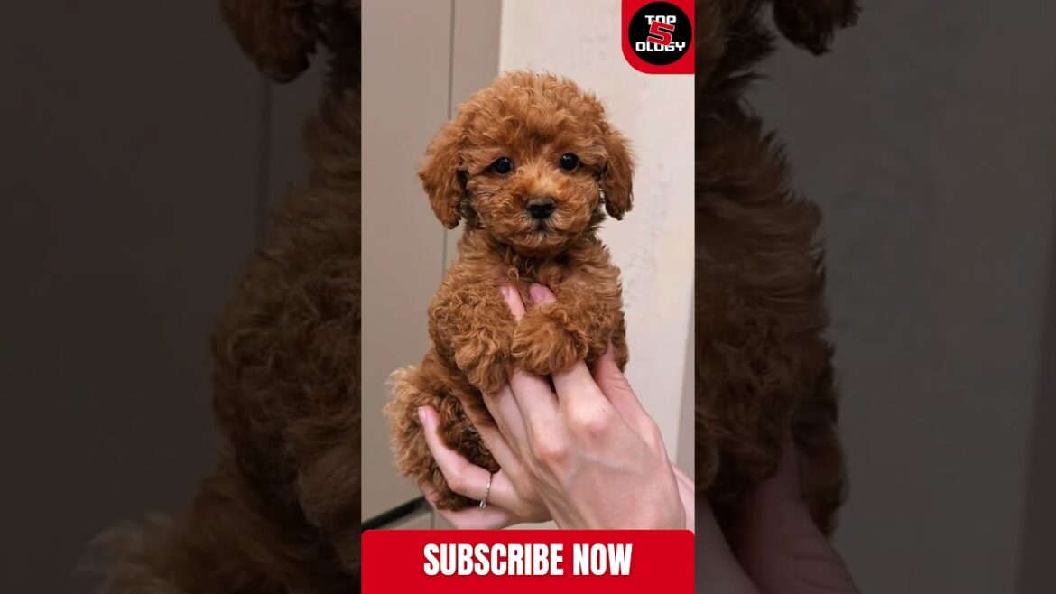 Top 5 Longest Living Dog Breeds 🐾 | Dogs That Live the Longest | Top 5ology