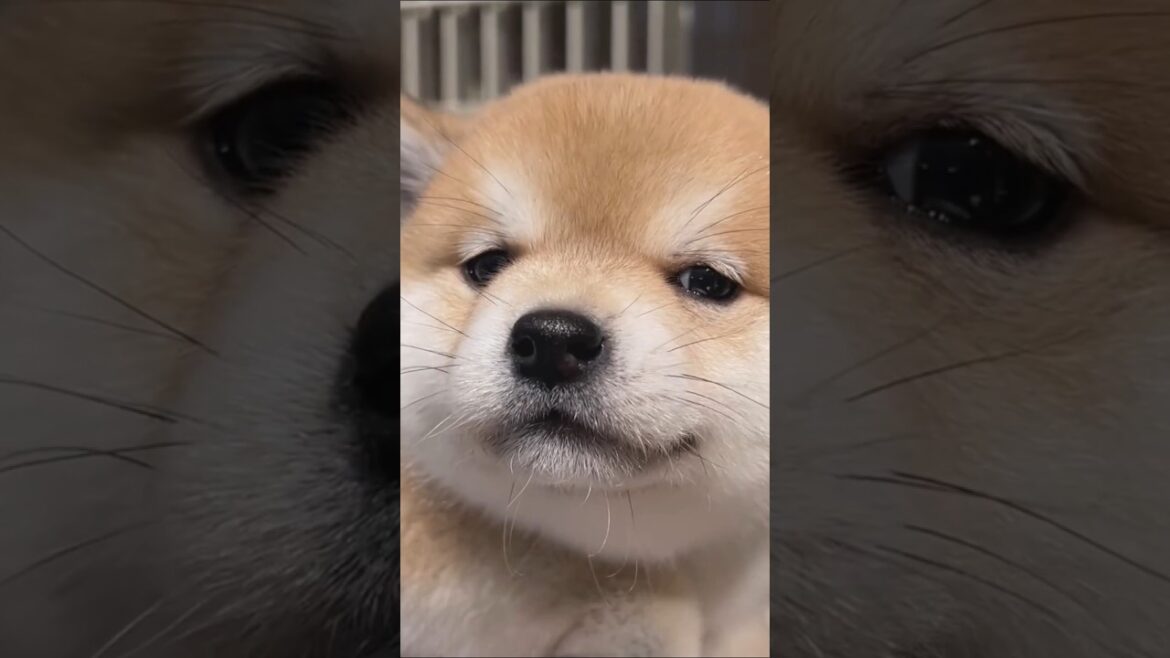 柴犬さん見て癒やされたら寝ろwww #動物 #イヌ #柴犬