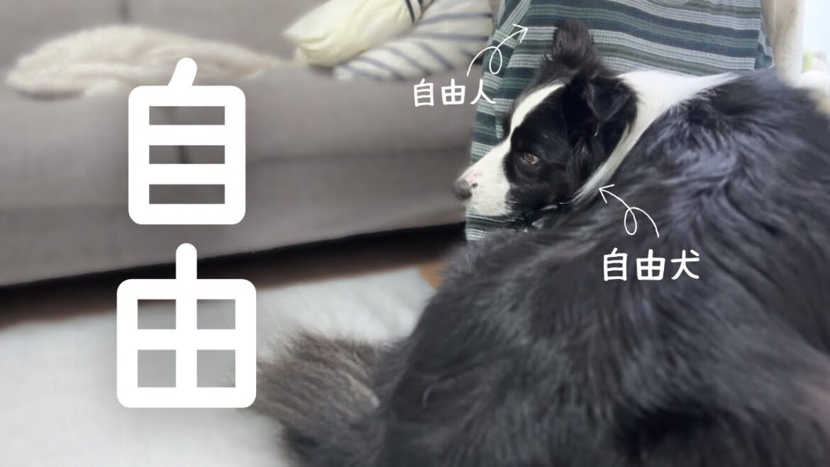 自由すぎる犬と大学生の過ごし方 【ボーダーコリー】