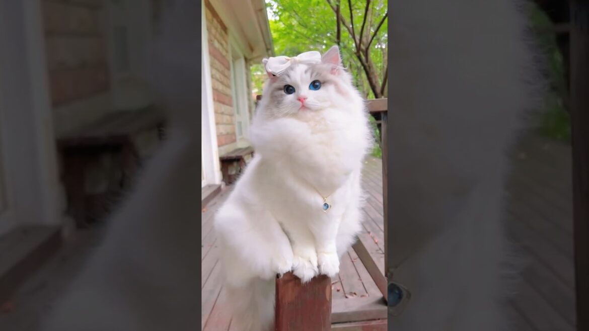 These Cats Are Too Beautiful to Be Real #cats #cutecats