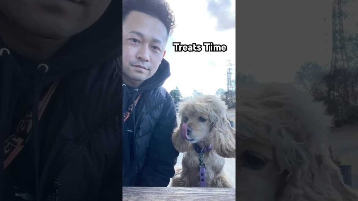 いつもの場所で。#アメリカンコッカースパニエル #アメコカ#cockerspaniel