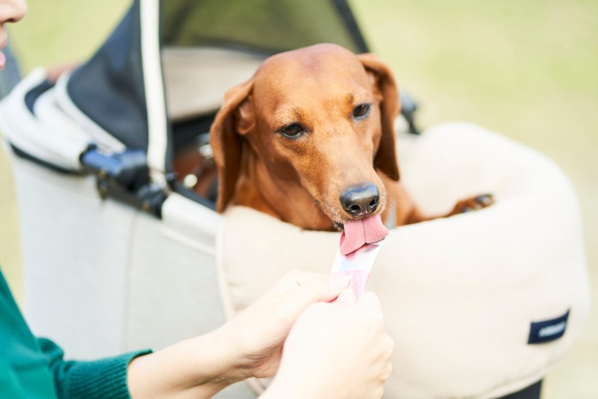 話題沸騰ペットフードブランド【1ANKOわんこのあんこ】が九州・中四国地方最大のドッグEXPO「DOG EXPO FUKUOKA2025」に出展決定！ | PRISM DESIGN合同会社のプレスリリース