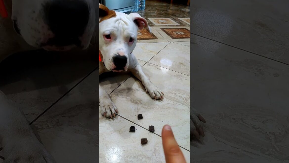 Marcy is just a sweetheart #dog #marsy #DogEatingVideo #amstaff #americanstaffordshireterrier Marcy is just a sweetheart #dog #marsy #DogEatingVideo #amstaff #americanstaffordshireterrier