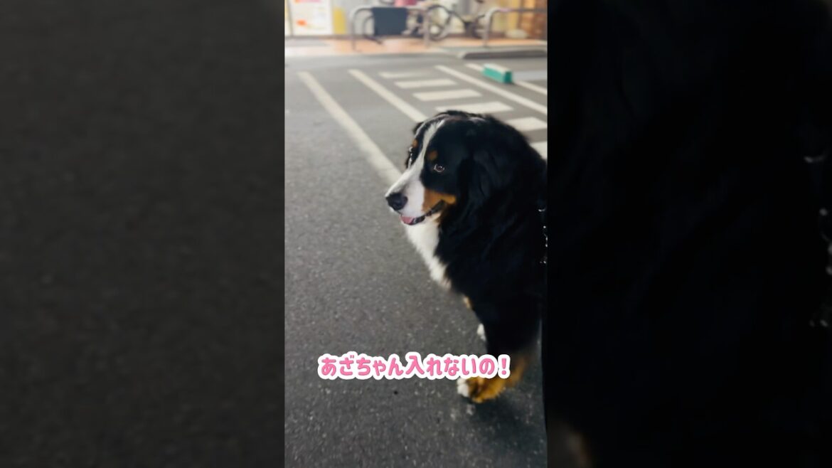 セブンの前でピタッと停止‼️バーニーズの謎行動🐾