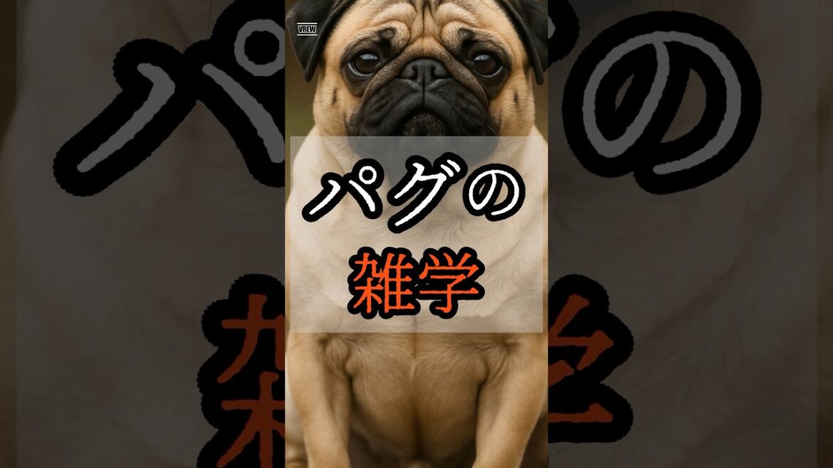 パグの雑学 #雑学 #動物 #犬#パグ