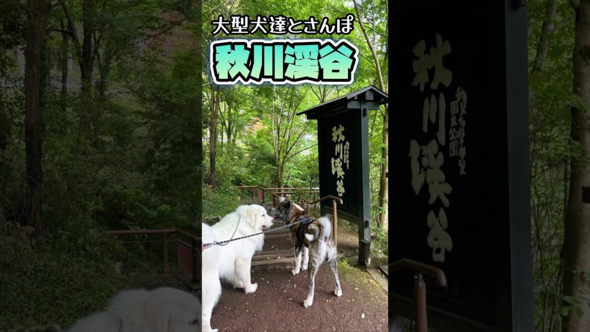 【グレートピレニーズ&秋田犬】わんこ達と自然の中でお散歩✨ #shorts