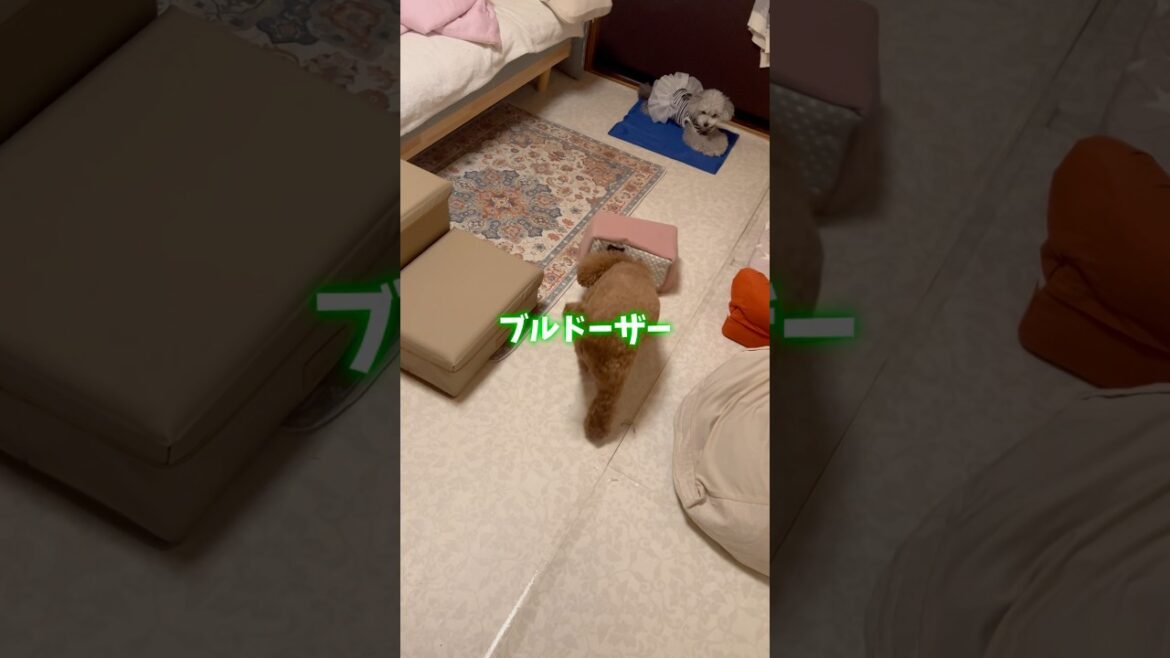止まらない真夜中のイタズラ😜　#shorts #トイプードル #トイプー多頭飼い #可愛い
