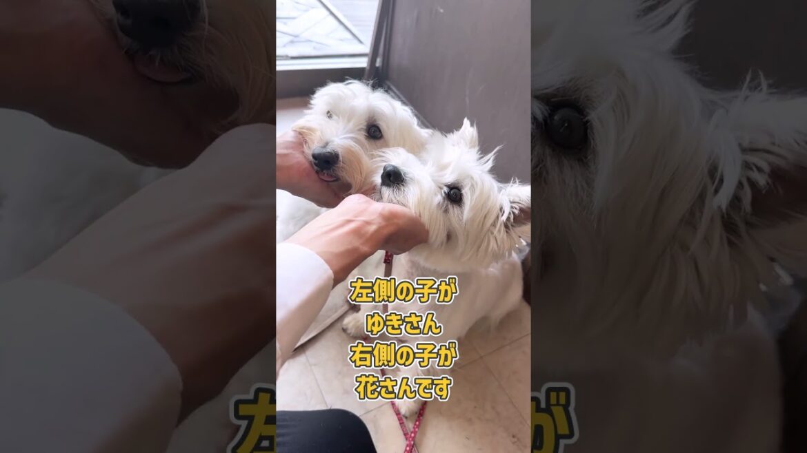 Wウェストハイランドホワイトテリアさんの撮影風景