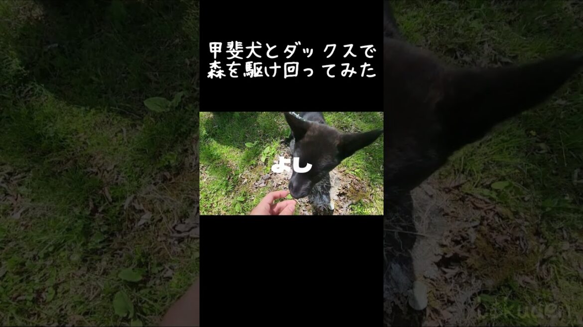 【甲斐犬】ダックスと甲斐犬で森を駆け回ってみた　#shorts #甲斐犬 #子犬 #犬 #日本犬  #卜伝 #ぼくでん