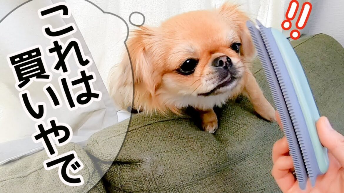 【神アイテム】買ってよかった犬グッズのランキング7選!【多頭飼い】【ミニチュアダックスフンド】【ペキニーズチワワmix】