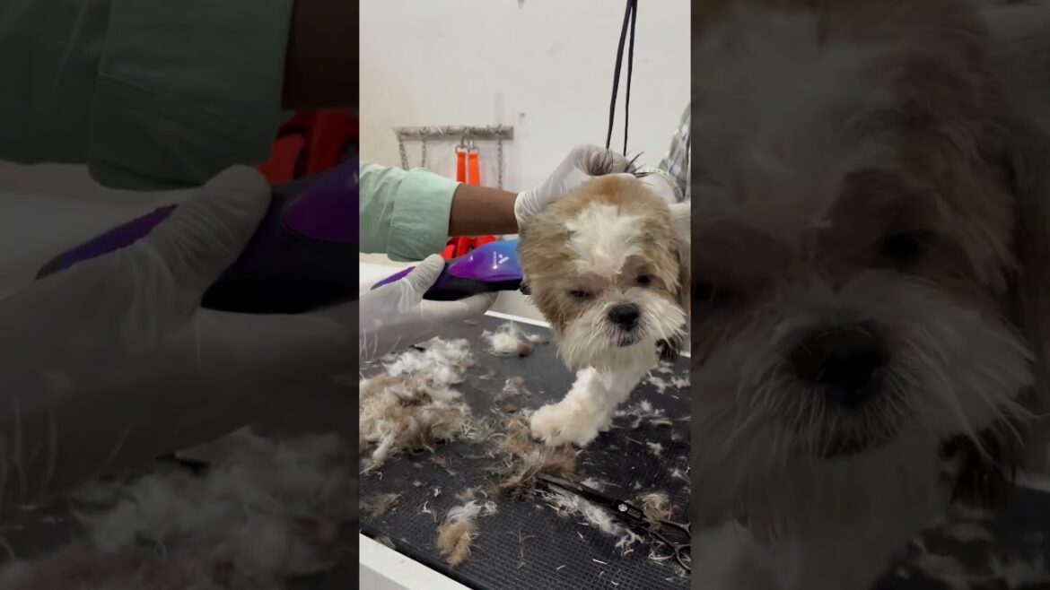 Face trim pf a shih tzu dog 🐶 #bollywood #newsong #music #petlover #cute #funny #pets