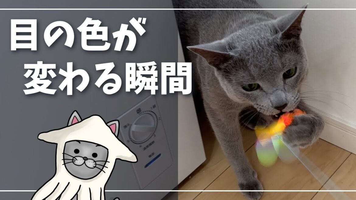 子猫のときハマったおもちゃ覚えてる？【ロシアンブルー】猫
