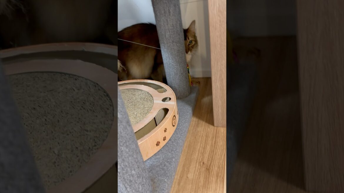 獲物をくわえて持って帰ろうとする猫 #ソマリ #ねこのいる暮らし