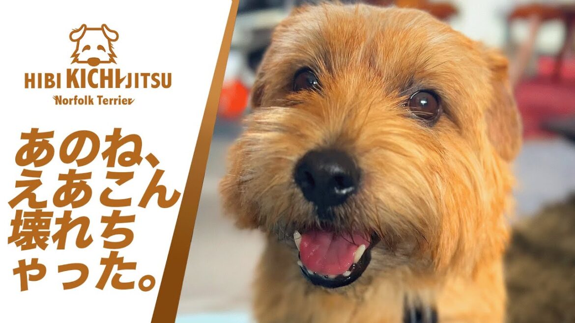 愛犬キチ  エアコン買い替えるのだ【 DAIKIN AN285AEBKSW ノーフォークテリア kichi norfolkterrier  airconditioning】