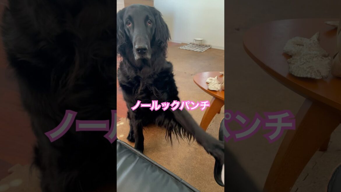 ノールックパンチの意味は？#flatcoatedretriever #フラットコーテッドレトリバー #ノールックパンチ