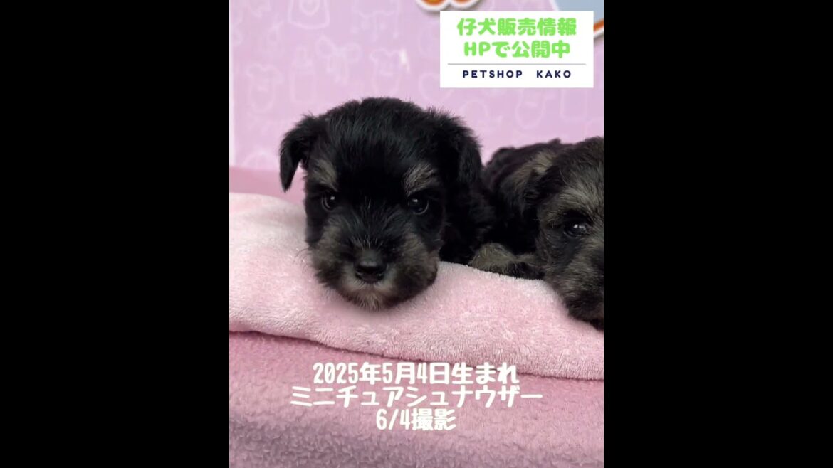 2025年5月4日生まれのシュナウザー。生後31 日(6月4日撮影)