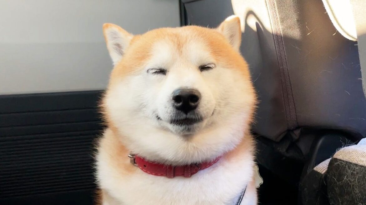 隙あらば無我の境地に至ってしまう柴犬