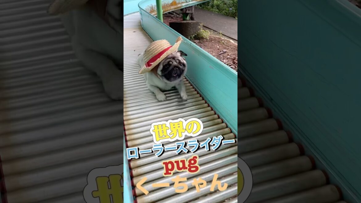 凄いパグくーちゃんローラースライダー#shorts
