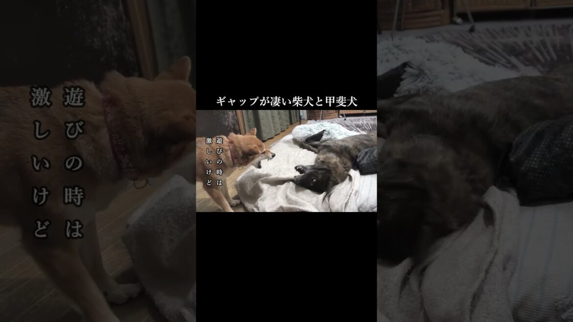 犬同士だと怖いのに人間相手だと別犬になる柴犬と甲斐犬　#甲斐犬 #柴犬 #youtubeshorts