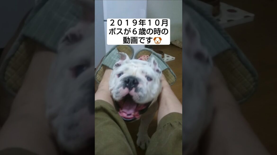 12歳の誕生日月間につき過去動画を放出しますvol.１#short#犬#ブルドッグ