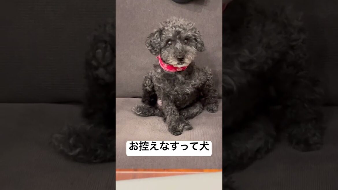 【お控えなすって犬】　#トイプードルのいる暮らし #シニア犬11歳