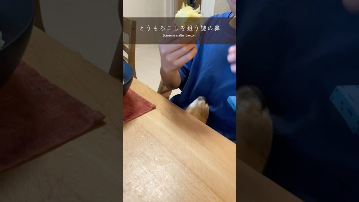 とうもろこしを狙う謎の鼻🌽