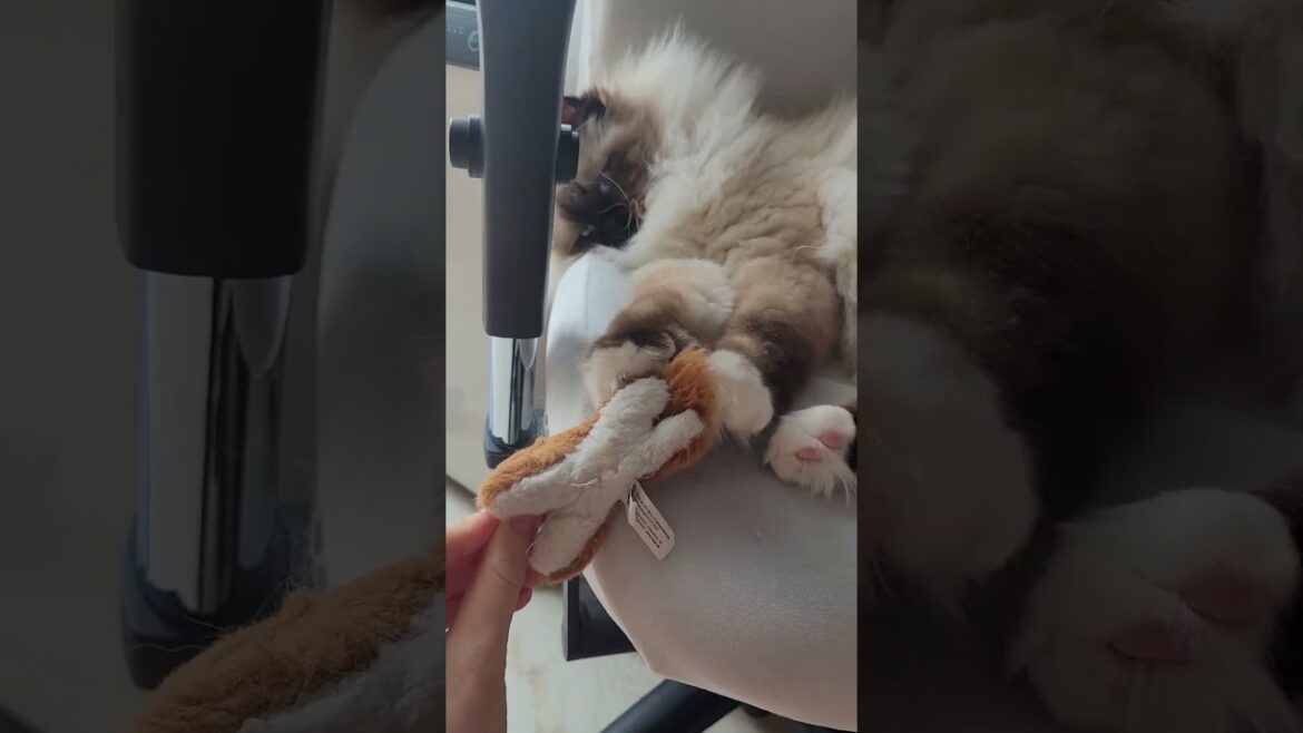 When You Want To Play But Feel Lazy  #wholesome #cat