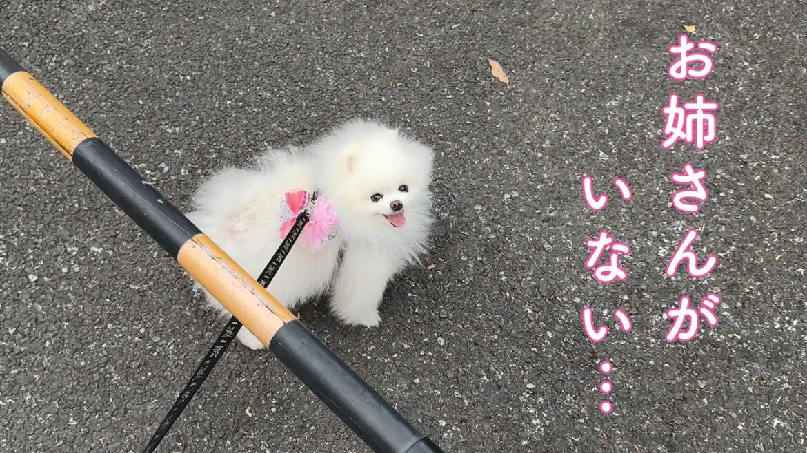 大好きなお姉さんを探し続けるポメラニアン