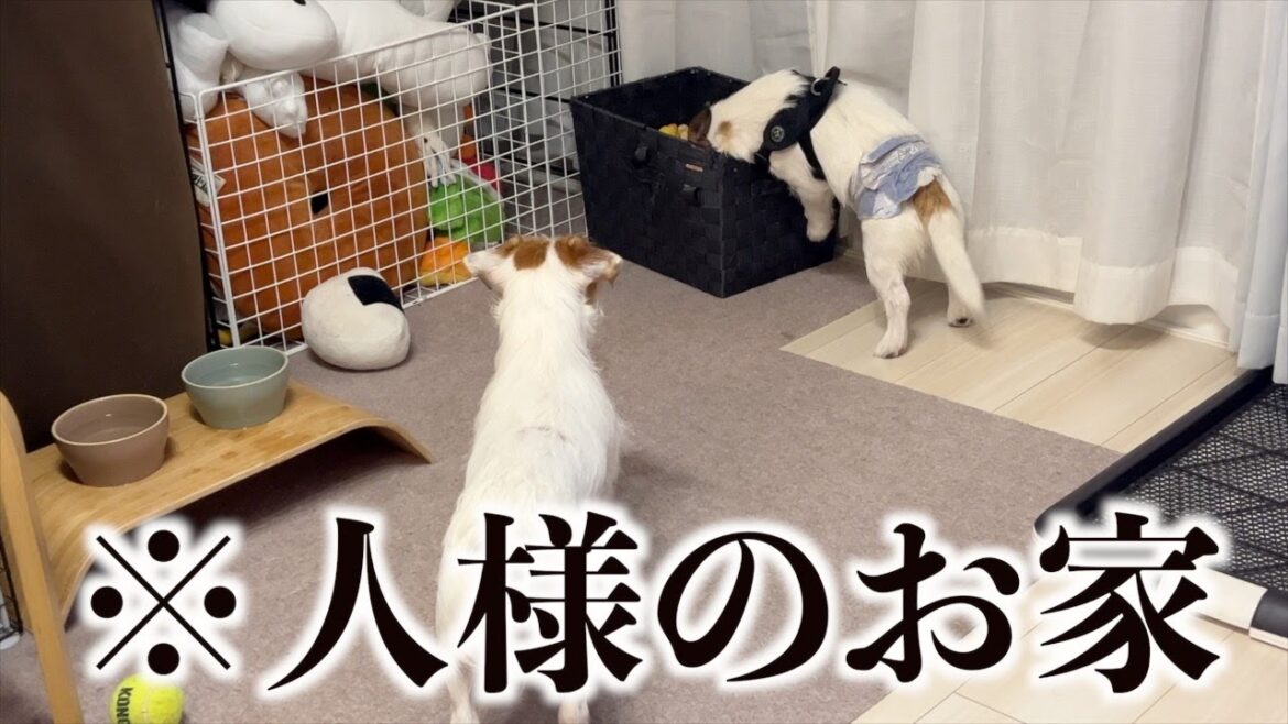 彼女のお家に遊びに行ったら引くほどおもちゃ漁り出した愛犬/ジャックラッセルテリア