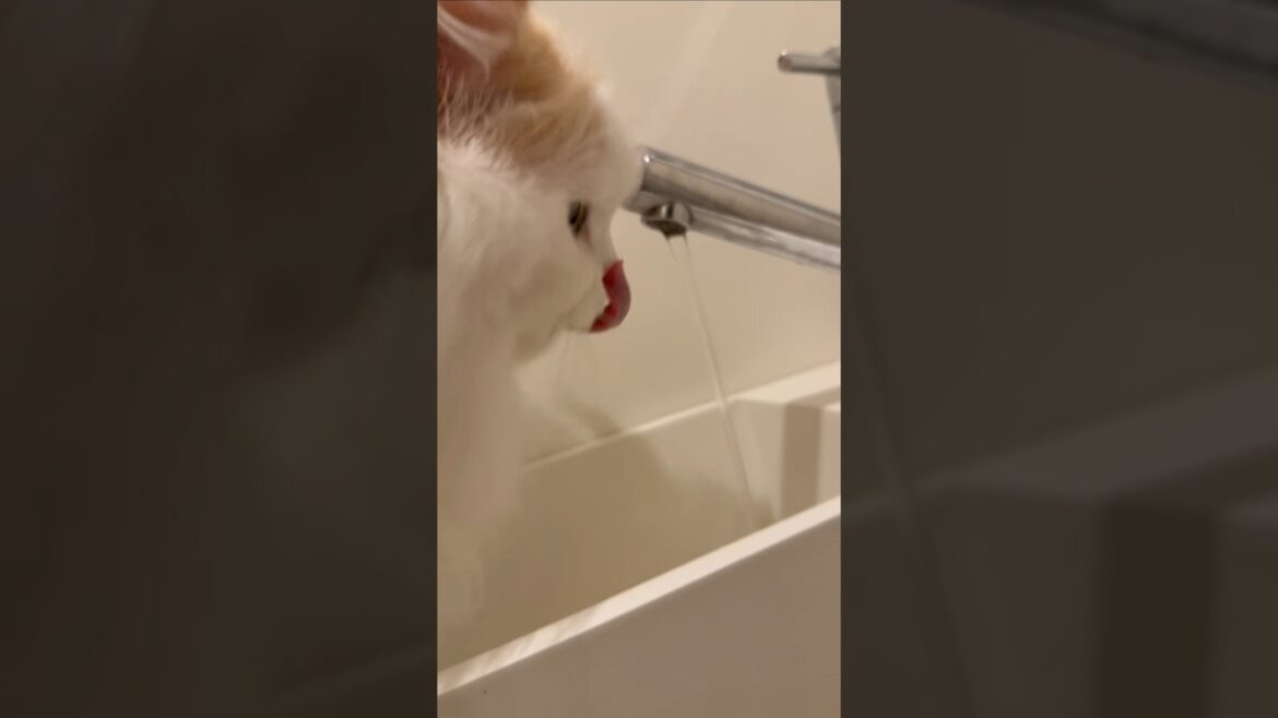 【猫のいる暮らし】#cat #ペルシャ #スコッティッシュフォールド #猫#もふもふ