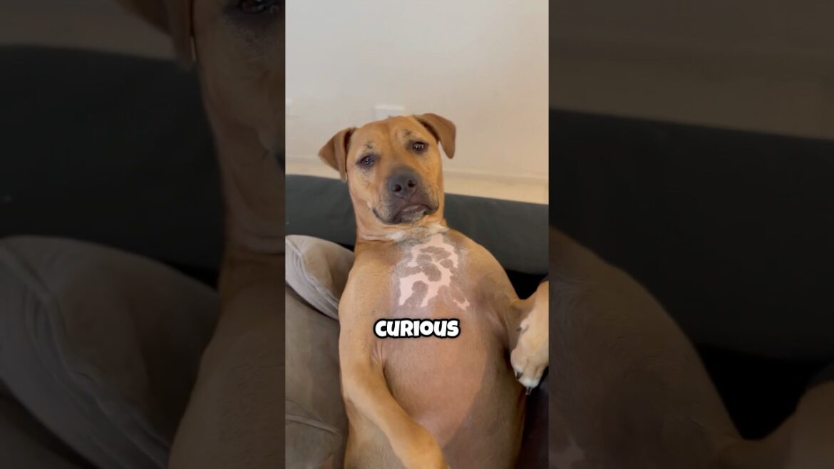 Bolt My Cheeky Staffy Is Always Curious #staffy #staffyx #dog