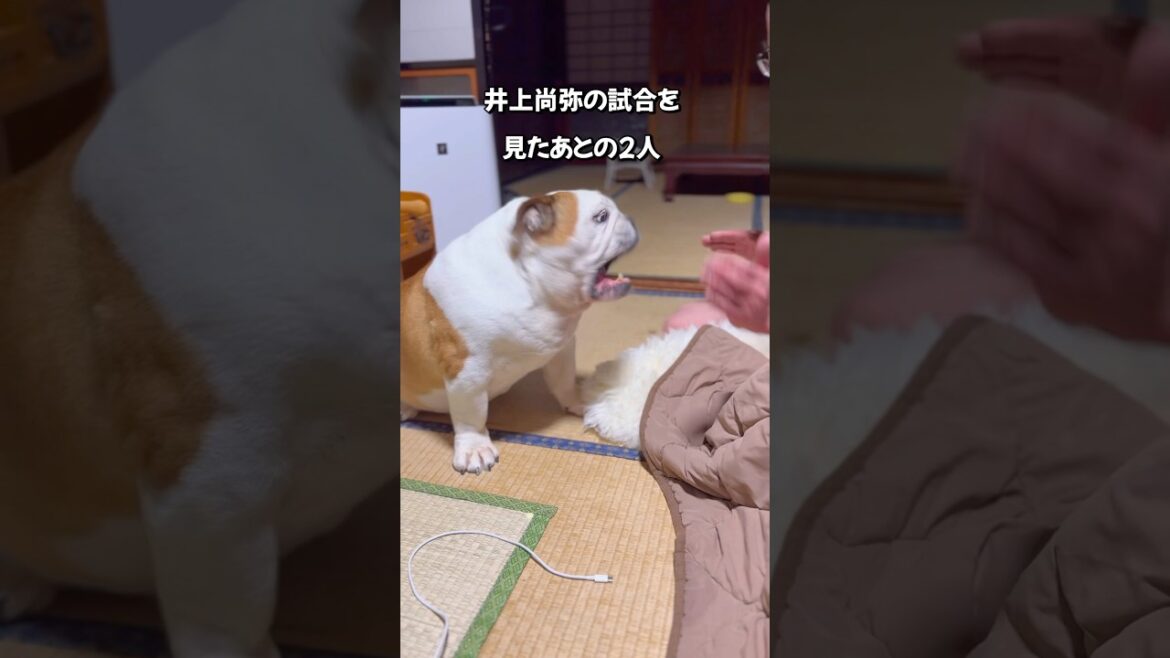 井上尚弥の試合を見た後あとの2人#englishbulldog #まめりき #シニアブルドッグ