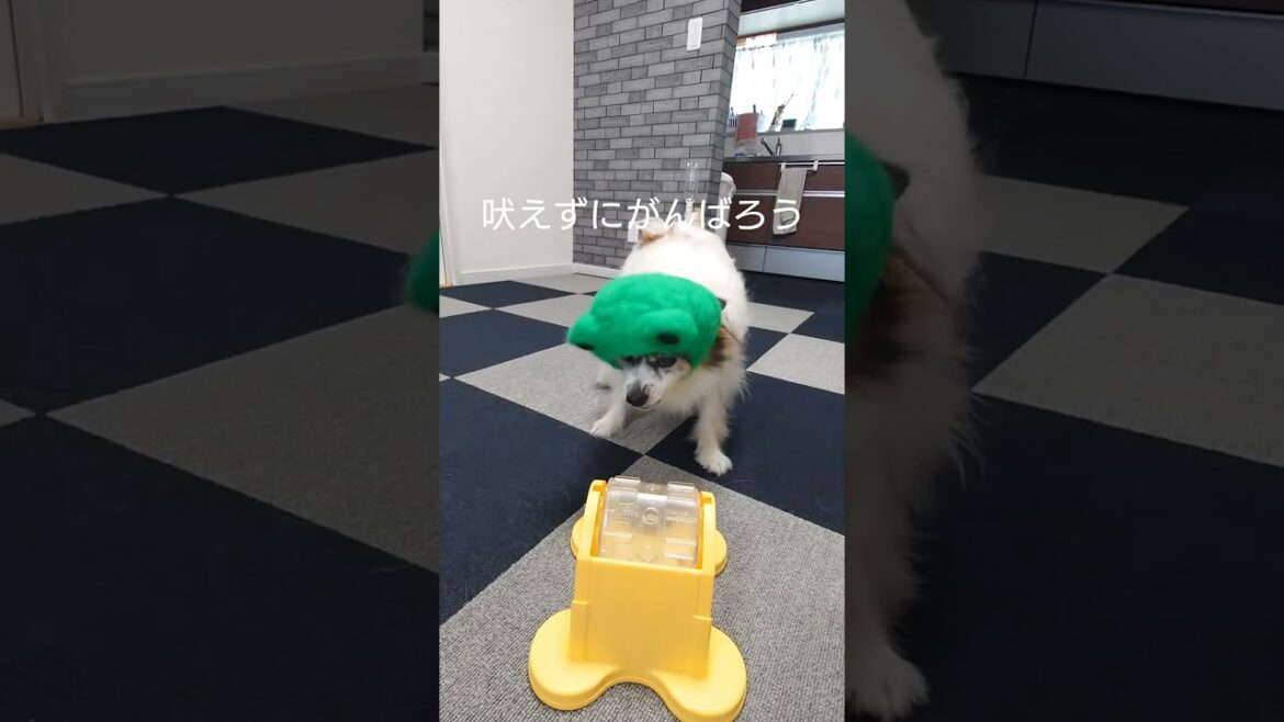 犬だってイライラすると態度に出るんです #犬のおやつ #犬のいる生活 #パピヨン