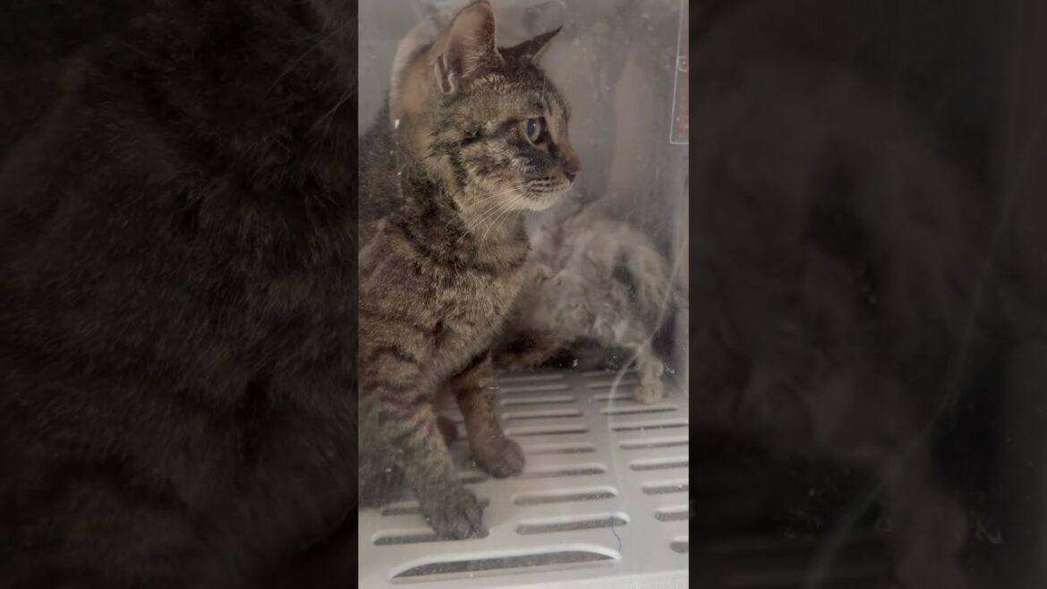 ドライヤーボックスもう1個買おうかな…#猫 #ペルシャ #キジトラ